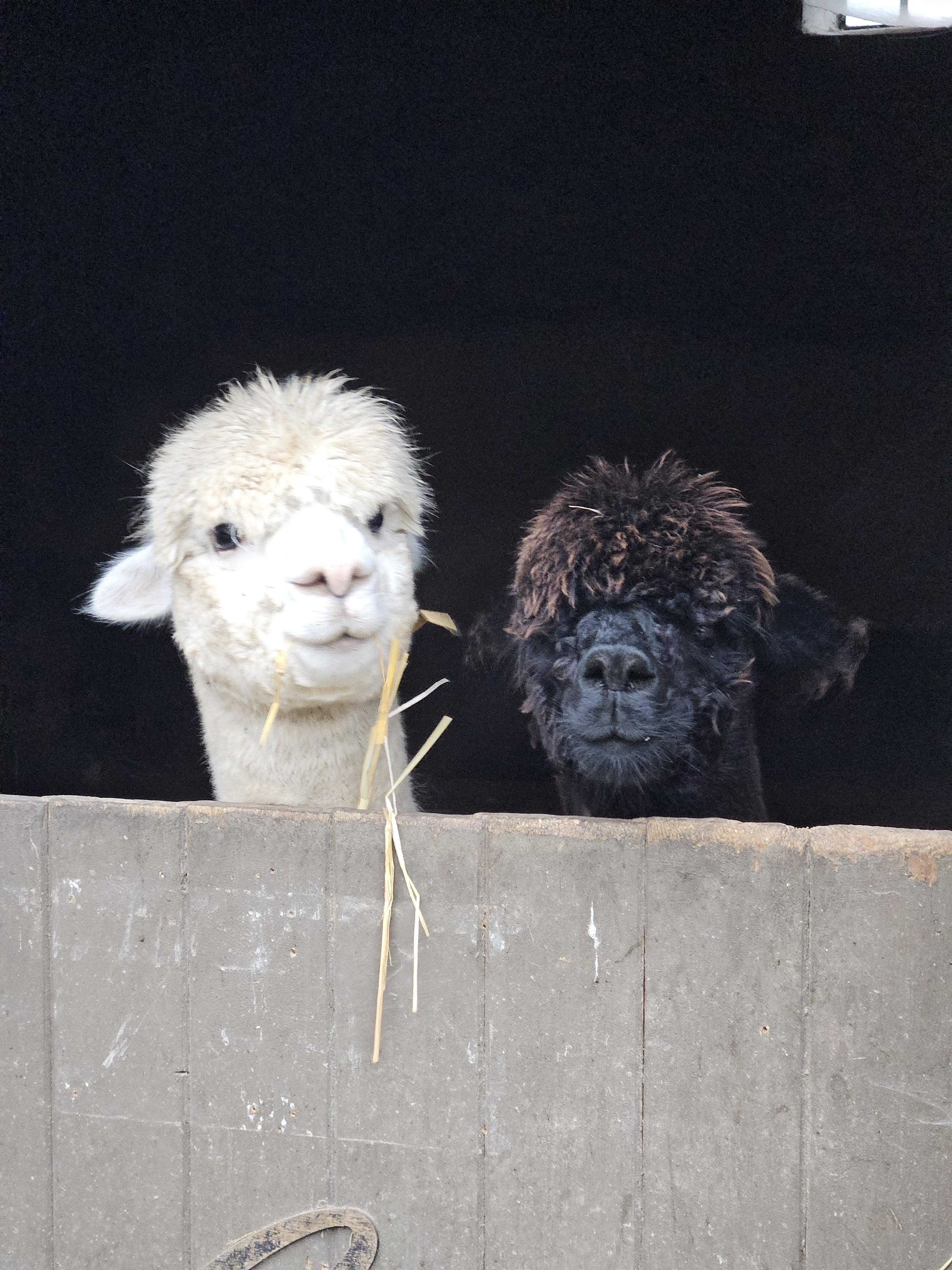 Alpaca wandeling