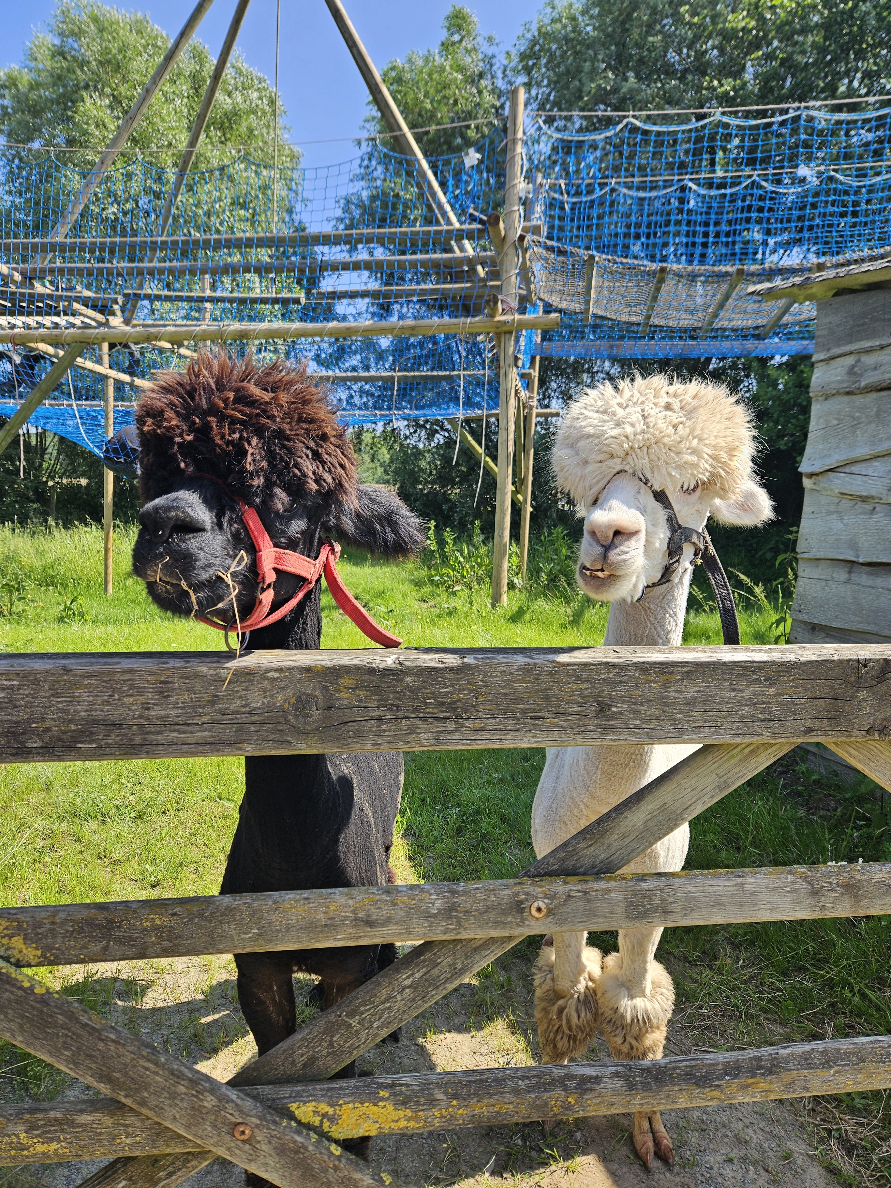 Alpaca wandeling