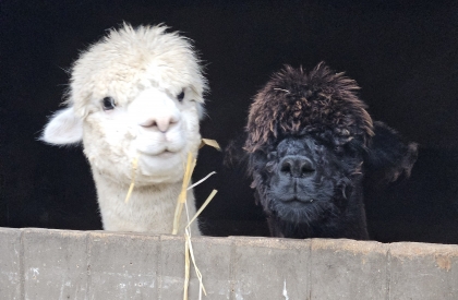 Alpaca wandeling